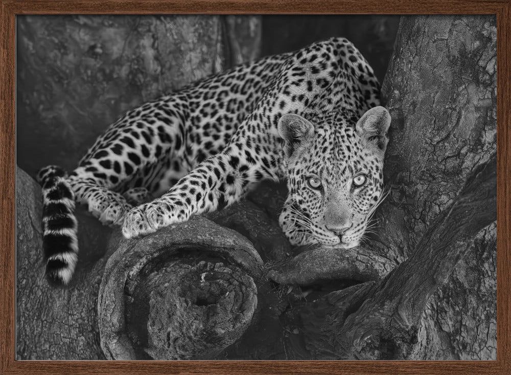 Leopard on A Tree Poster