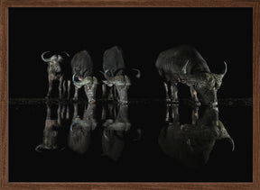 Buffalos at The Night Poster