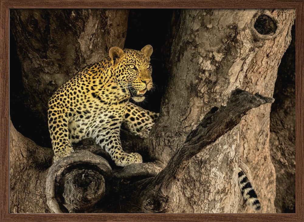 Leopard on A Tree Poster