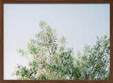 Olives In Ostuni | Italy Travel Photography Poster