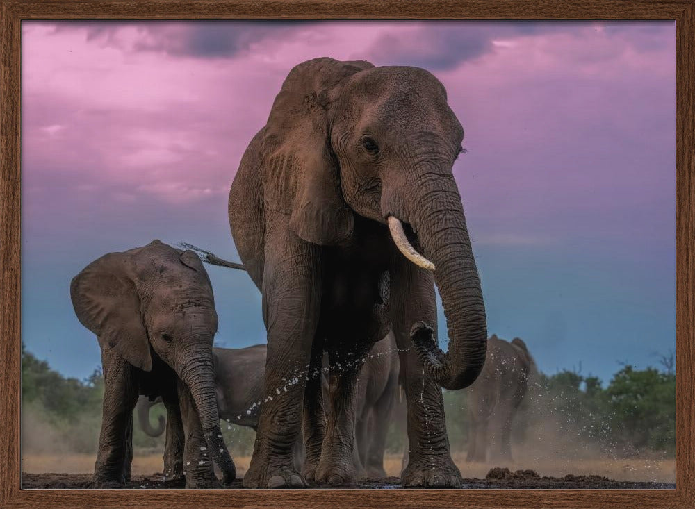 Elephants Poster