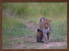 leopard family Poster