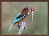 Kingfisher with catch Poster