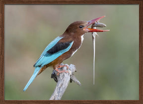 Kingfisher with catch Poster