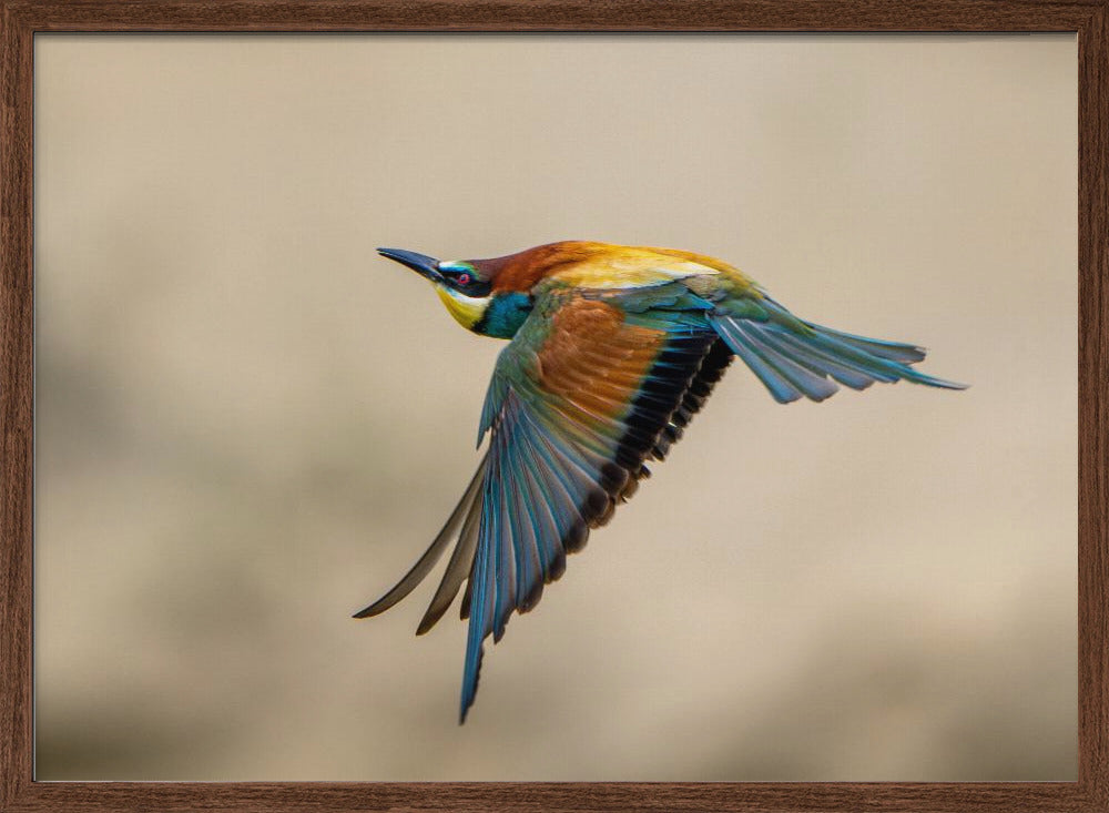 Bee-eater Poster