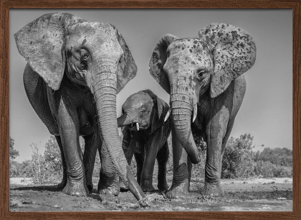 Elephant Family Poster