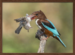 White-throated kingfisher catch Poster