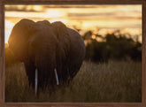 elephant sunrise Poster