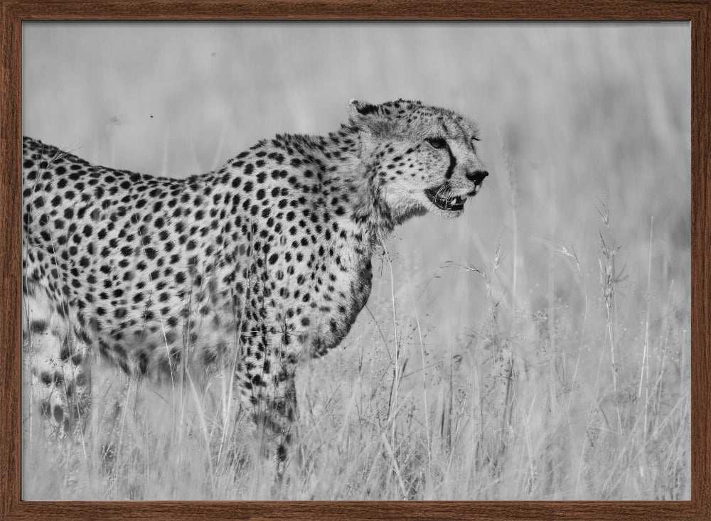 Side view of cheetah standing on field Poster