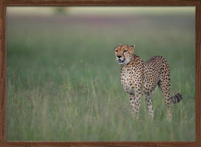 A cheetah on the hunt Poster