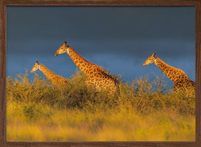 Giraffes at The Sunset Poster