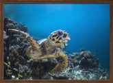 Hawksbill turtle Poster