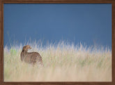 Young cheetah before some rain Poster