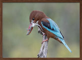 White-throated Kingfisher Poster