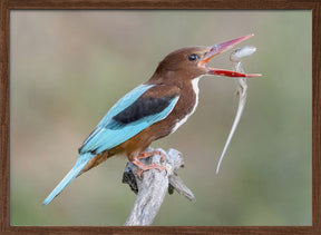 White-throated Kingfisher Poster