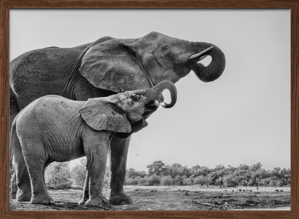 Elephant Drinking Poster