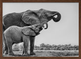 Elephant Drinking Poster