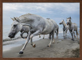 Camargue horses Poster