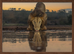 Lion Drinking at The Sunrise Poster