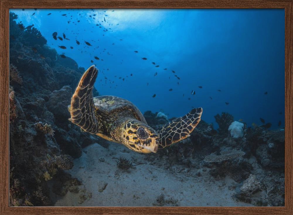 Hawksbill sea turtle Poster