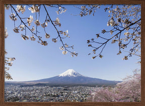 Fantastic view of Mount Fuji with cherry blossoms Poster