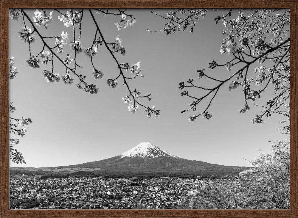 Fantastic view of Mount Fuji with cherry blossoms - monochrome Poster