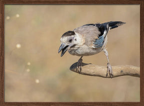 Garrulus glandarius Poster