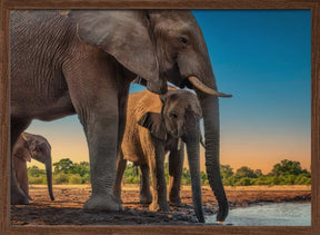 Elephant Family Poster