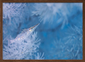 Longnose hawkfish Poster