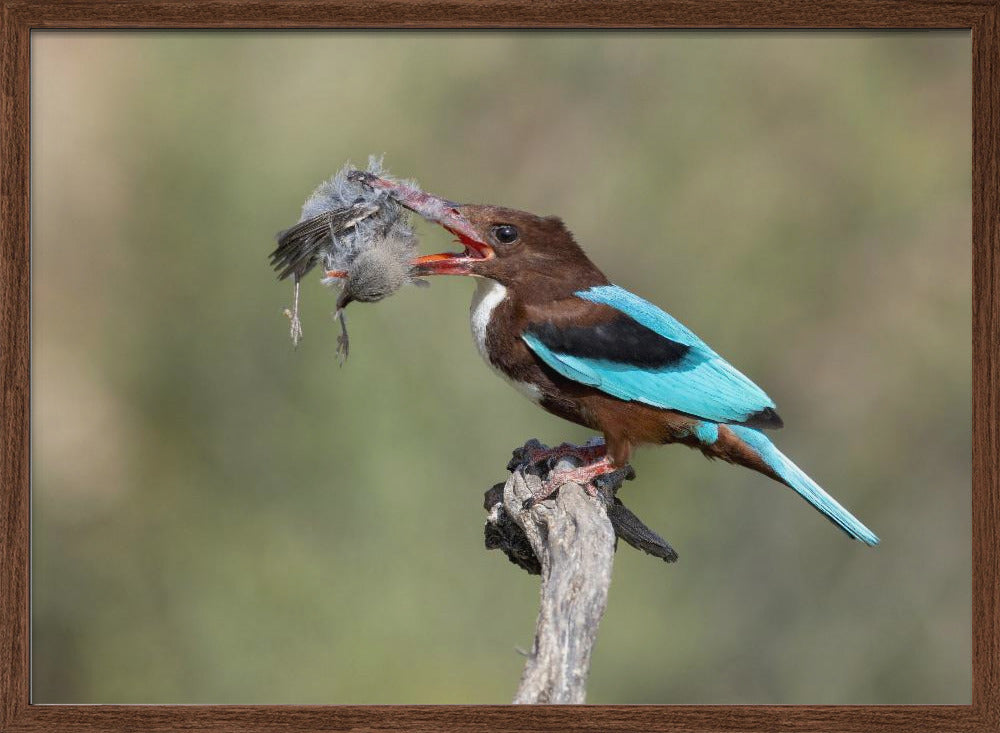 White-throated Kingfisher Poster