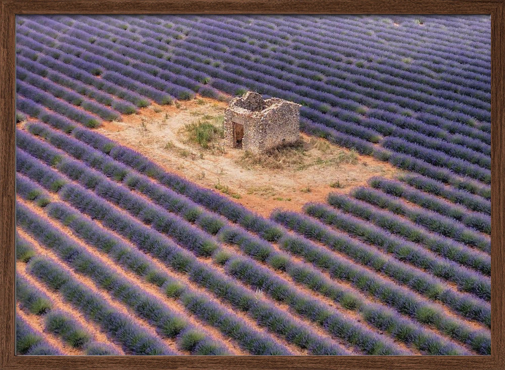 Lavender field from above Poster