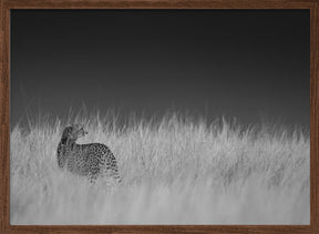 Portrait of a cheetah standing on grassy field Poster