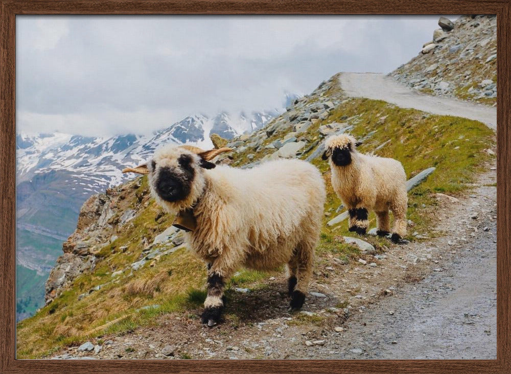 Sheep in the Swiss Alps Poster