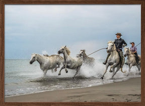 Camargue horses Poster