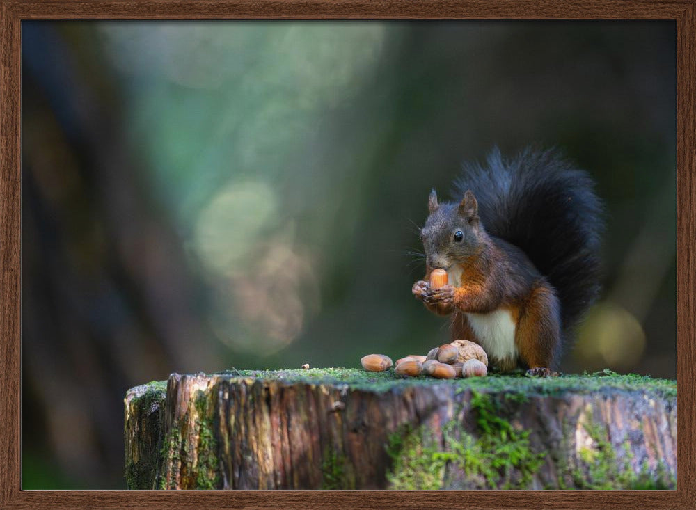 Close-up of squirrel eating food on wood Poster