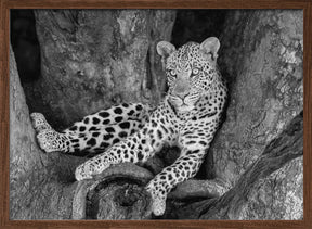 Leopard on A Tree Poster