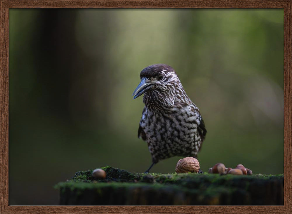 nutcracker on tree stump Poster