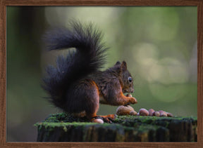 Close-up of squirrel with some nuts Poster