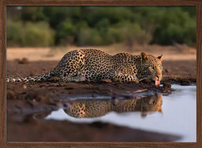 Leopard Drinking Poster