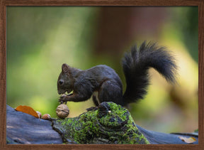 Close-up of brown squirrel eating some nuts Poster