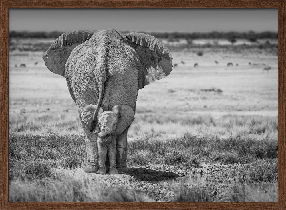 BabyElephant-BW Poster