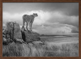 CheetahView-BW Poster