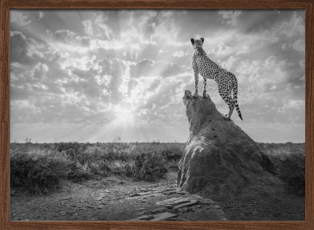 SundownCheetah-BW Poster