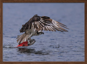 Osprey Chatching Kokanee Salmon Poster