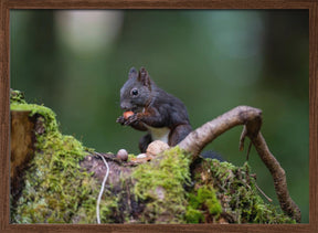 squirrel with some nuts Poster