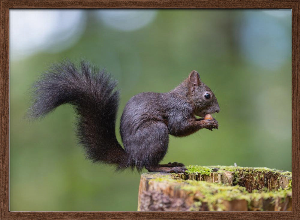 squirrel posing Poster