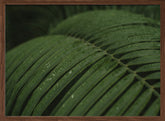 Raindrops in Palm Poster