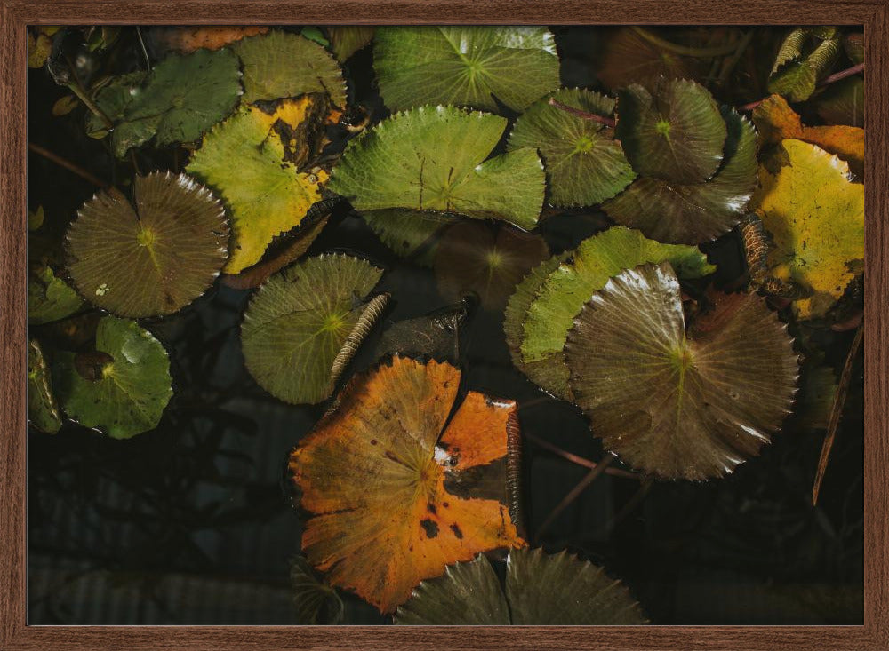 Lily Pads Poster