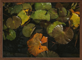 Lily Pads Poster