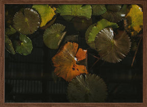 Lily Pads in Water Poster